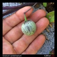 Berry of the wild potato species Solanum candolleanum