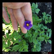 Flower of the wild potato species Solanum candolleanum