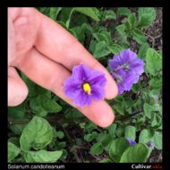 Flower of the wild potato species Solanum candolleanum