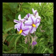 Flowers of the wild potato species Solanum candolleanum