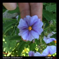 Flower of the wild potato species Solanum chacoense