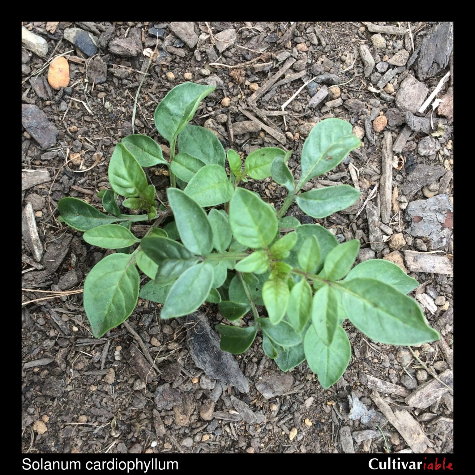 Solanum cardiophyllum plant