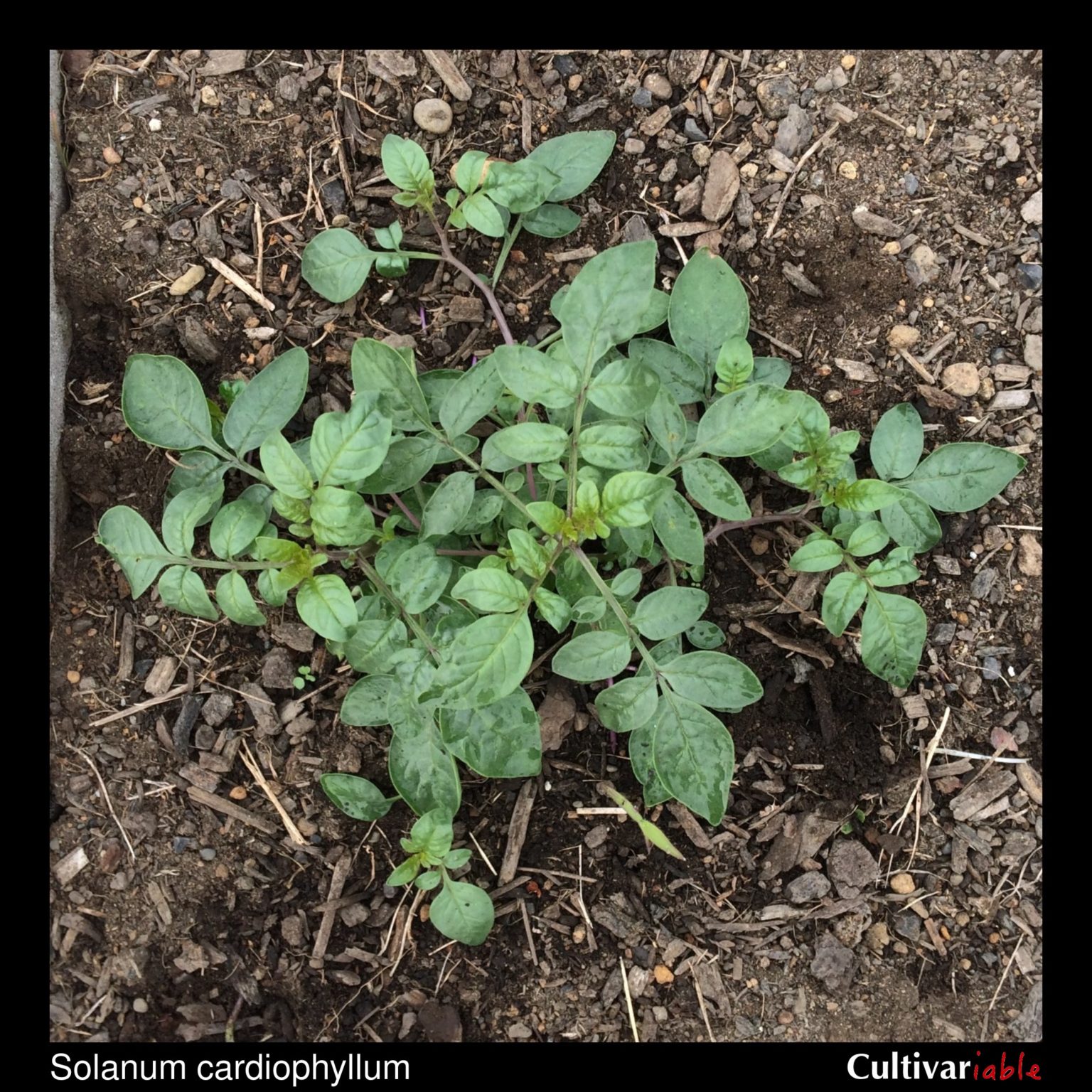 Above ground plant of the wild potato species Solanum cardiophyllum