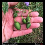 Berries of the wild potato species Solanum chomatophilum