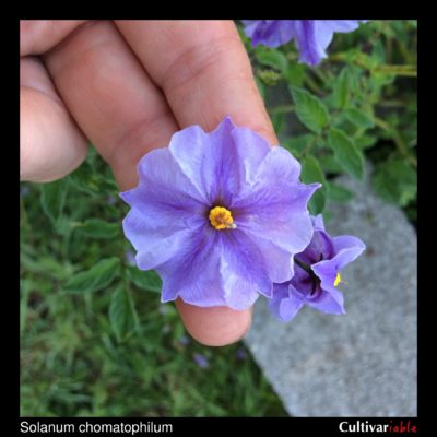 Flower of the wild potato species Solanum chomatophilum