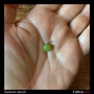 Berry of the wild potato species Solanum clarum