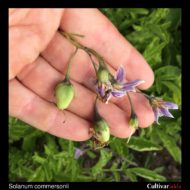 Berries of the wild potato species Solanum commersonii