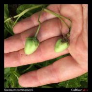 Berries of the wild potato species Solanum commersonii