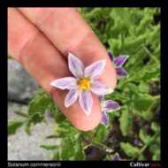 Flower of the wild potato species Solanum commersonii