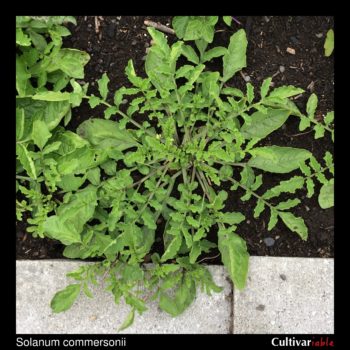 Above ground plant of the wild potato species Solanum commersonii