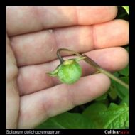 Berry of the wild potato species Solanum dolichocremastrum