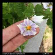 Solanum dolichocremastrum flower