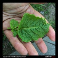 Solanum dolichocremastrum leaf