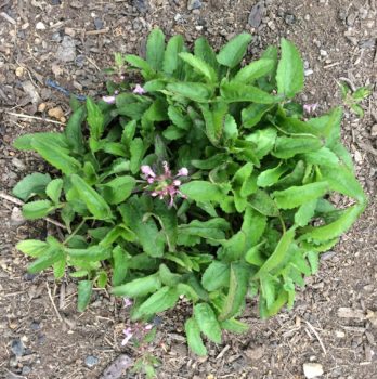 Stachys floridana plant