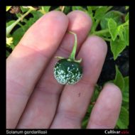 Berry of the wild potato species Solanum gandarillasii