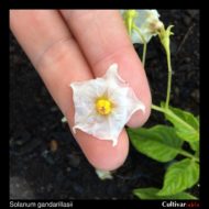 Flower of the wild potato species Solanum gandarillasii