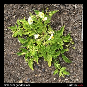 Solanum gandarillasii plant