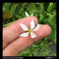 Solanum garcia-barrigae flower