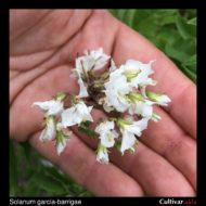 Solanum garcia-barrigae flowers