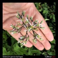 Solanum garcia-barrigae flowers
