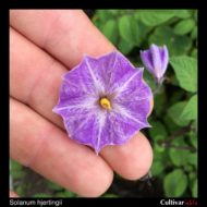 Solanum hjertingii flower
