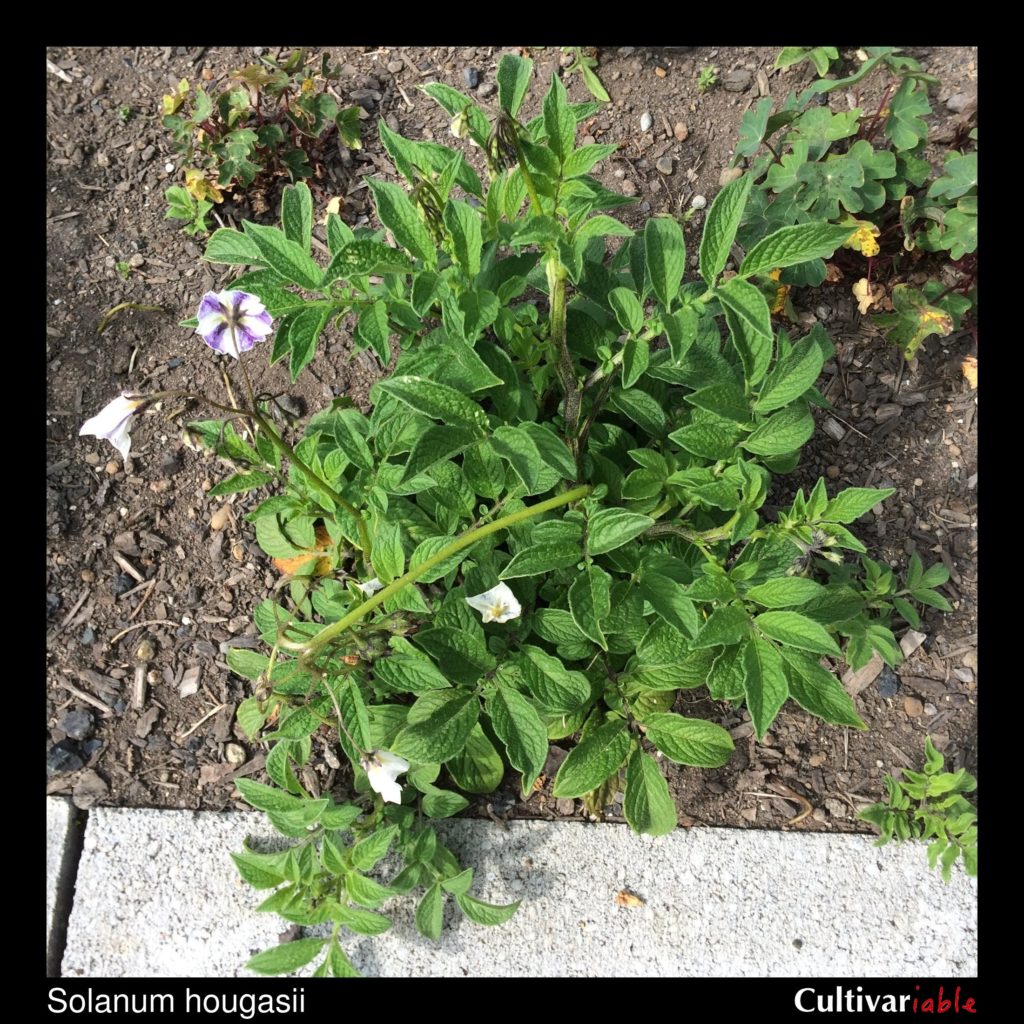 Wild Potato, Solanum hougasii - Cultivariable1024 x 1024