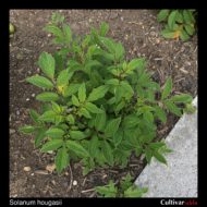 Solanum hougasii plant