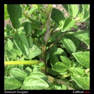 Solanum hougasii stem