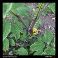 Solanum hougasii stem