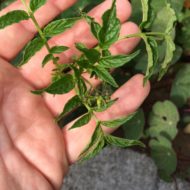 Solanum immite flower buds