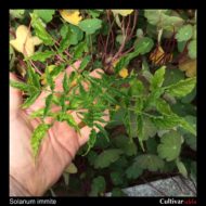 Solanum immite plant