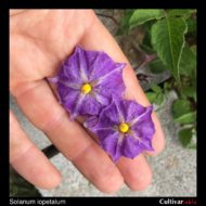 Solanum iopetalum flowers