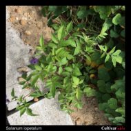 Solanum iopetalum plant