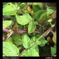 Solanum iopetalum stem