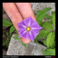 Flower of the wild potato species Solanum iopetalum