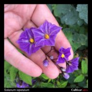 Flowers of the wild potato species Solanum iopetalum
