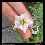 Flower of the wild potato species Solanum laxissimum