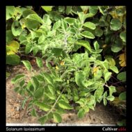 Solanum laxissimum plant