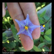 Flower of the wild potato species Solanum lesteri