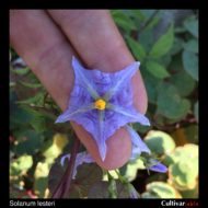 Flower of the wild potato species Solanum lesteri