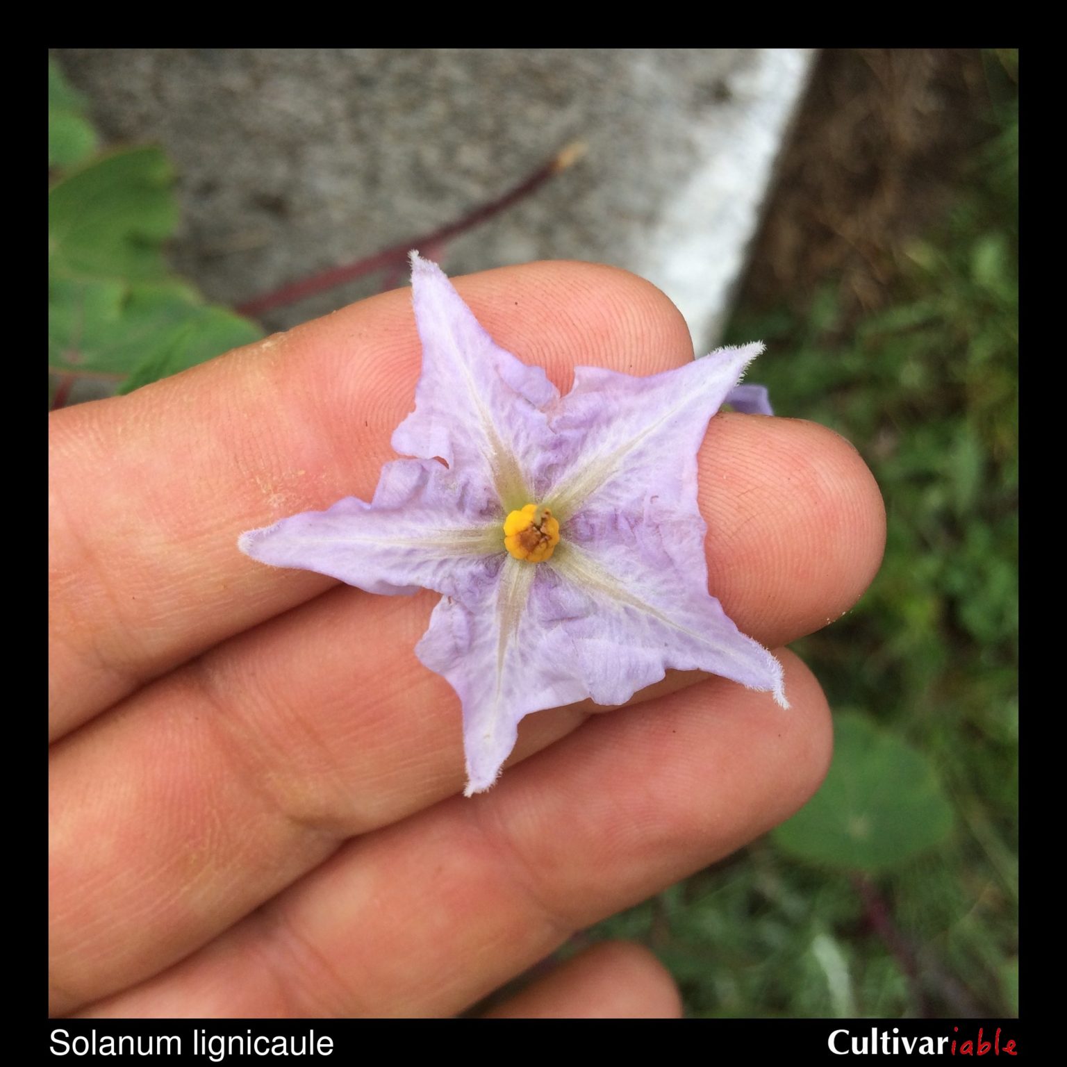 Solanum lignicaule flower