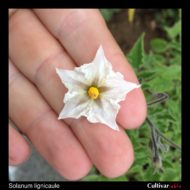 Flower of the wild potato species Solanum lignicaule