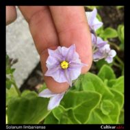 Solanum limbaniense flower