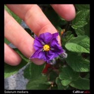 Solanum medians flower