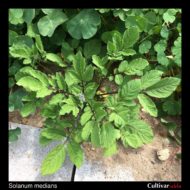 Solanum medians plant