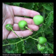 Berries of the wild potato species Solanum mochiquense
