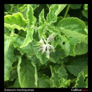 Solanum mochiquense flower buds