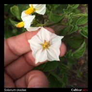 Solanum okadae flower