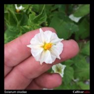 Solanum okadae flower