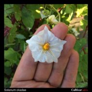 Flower of the wild potato species Solanum okadae